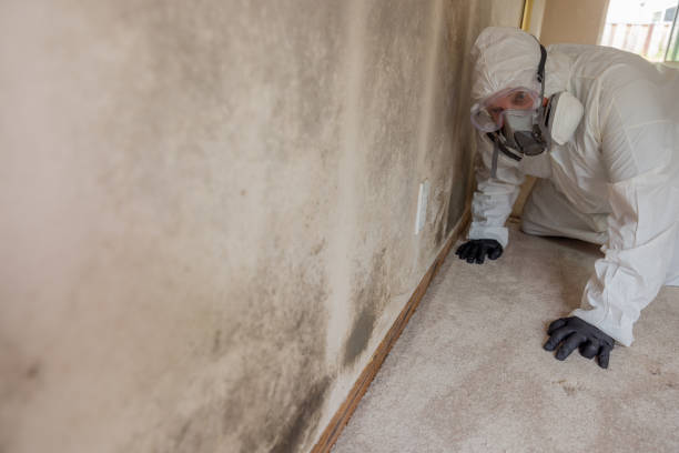 Best Mold Remediation for Healthcare Facilities in Huntington, UT